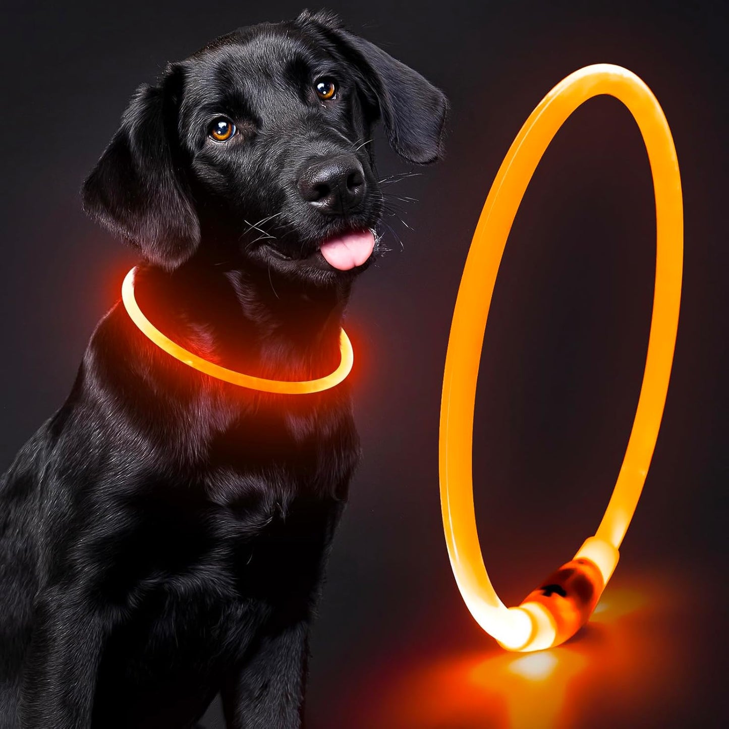 COLLIER LED POUR CHIEN